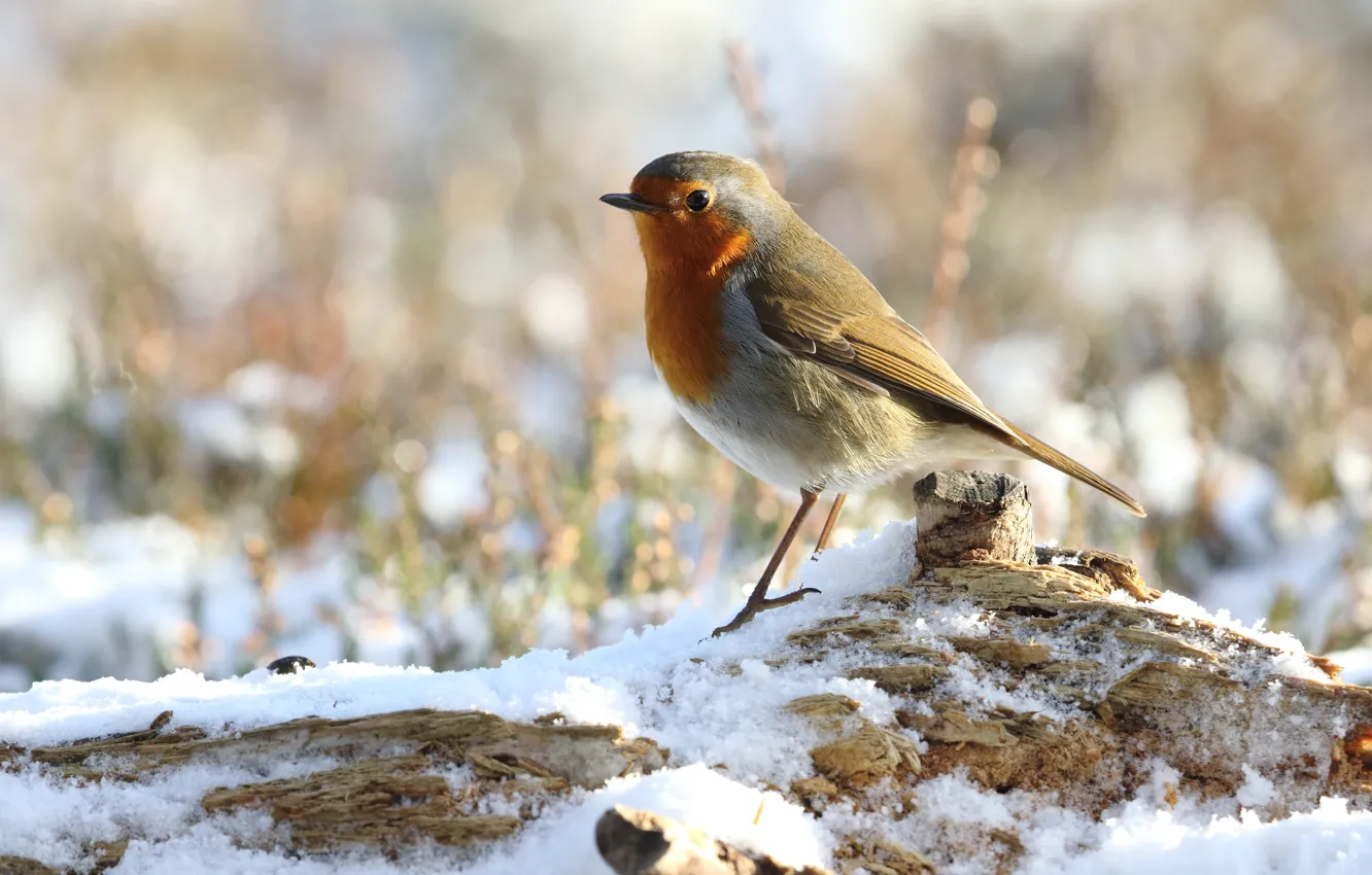 Фото обои зима, снег, птица, пень, боке, зарянка