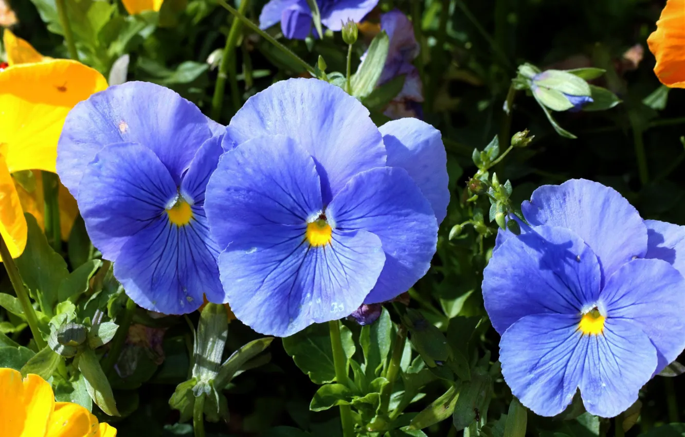 Фото обои лето, анютины глазки, голубые цветы, садовые цветы