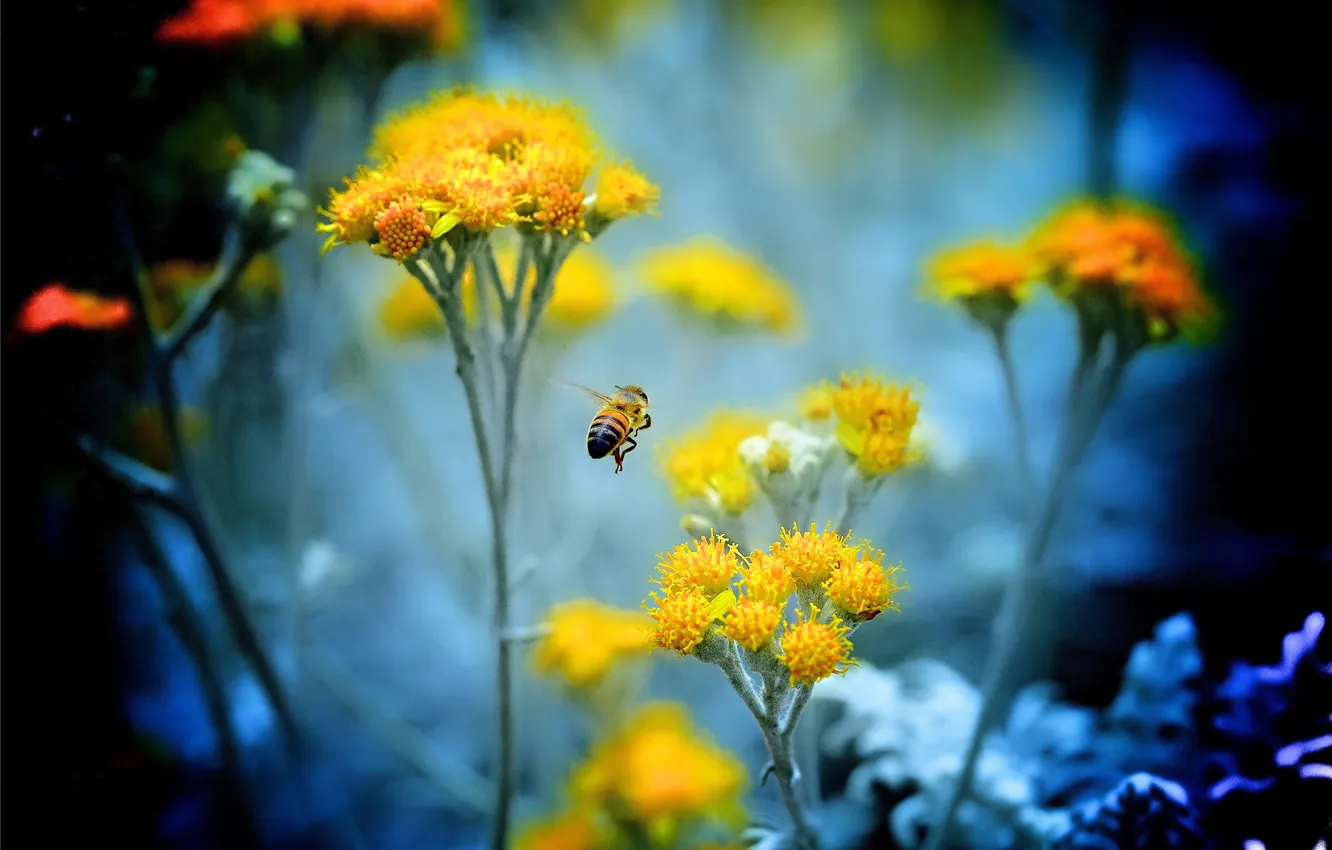 Фото обои цветы, пчела, растение, насекомое