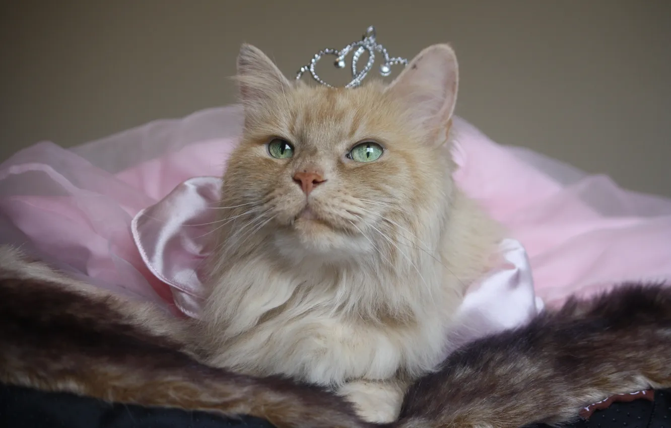 Фото обои кошка, корона, принцесса