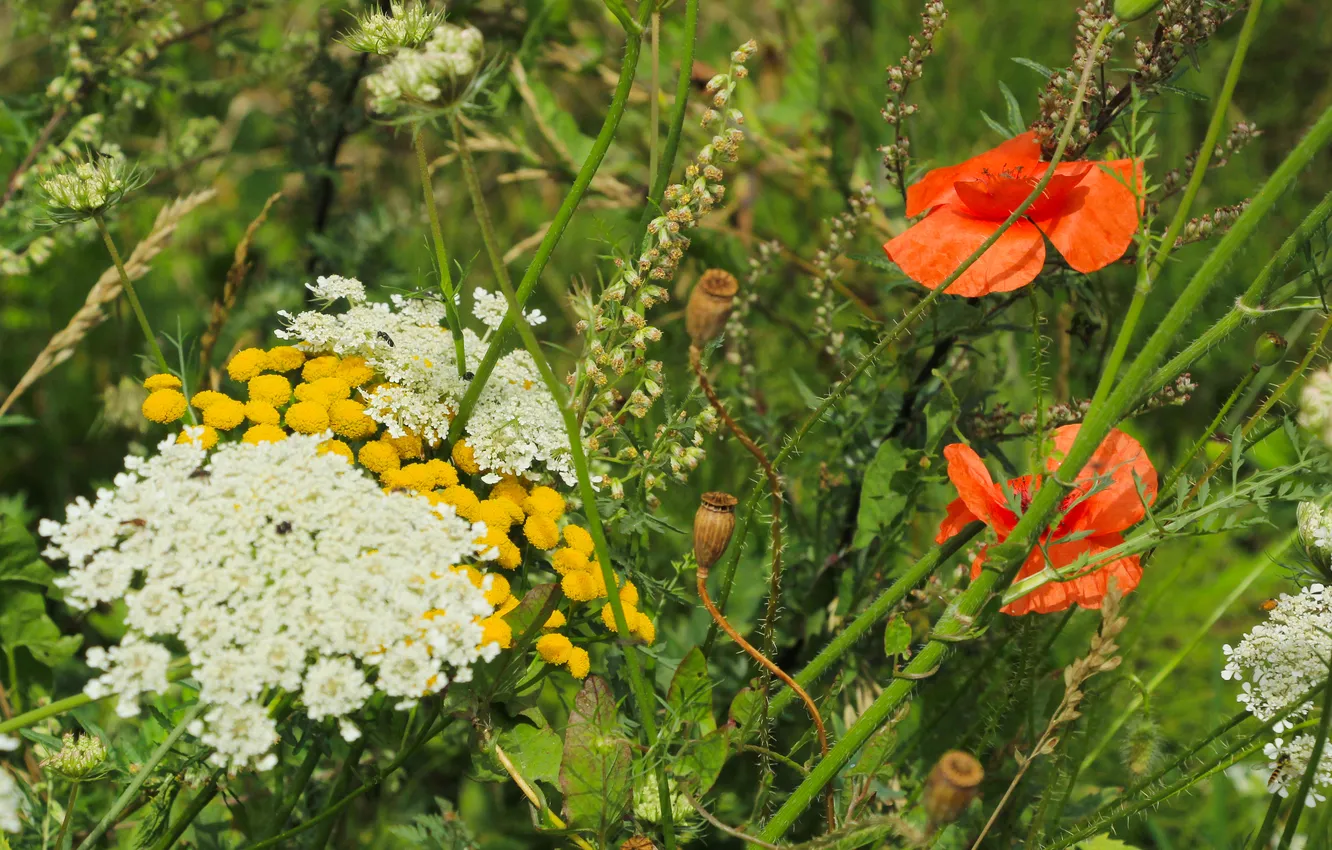Фото обои flower, color, meadow