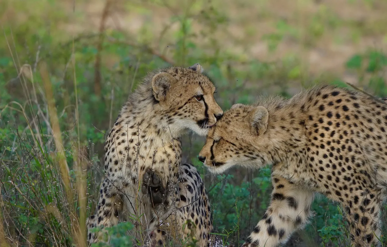 Фото обои природа, семья, гепард