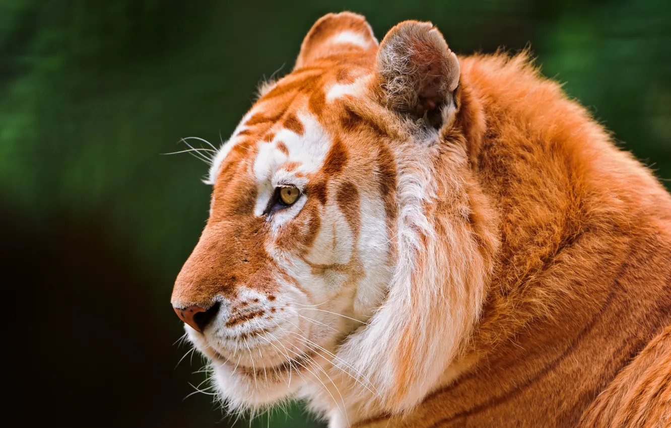 Фото обои кошка, морда, тигр, ©Tambako The Jaguar, золотой тигр