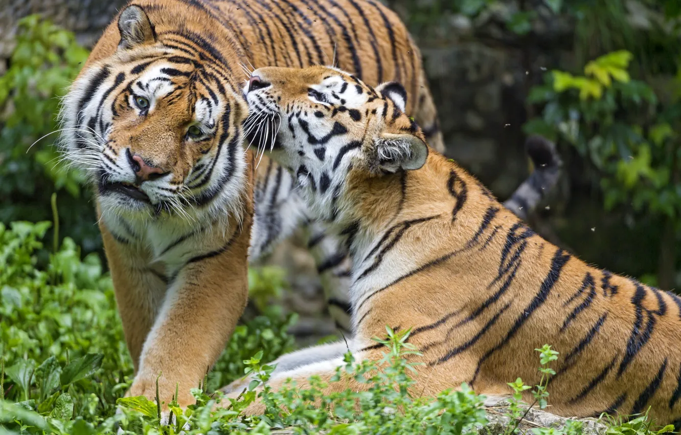 Фото обои чувства, пара, тигры