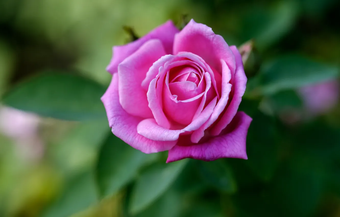 Фото обои цветок, листья, розовая, роза