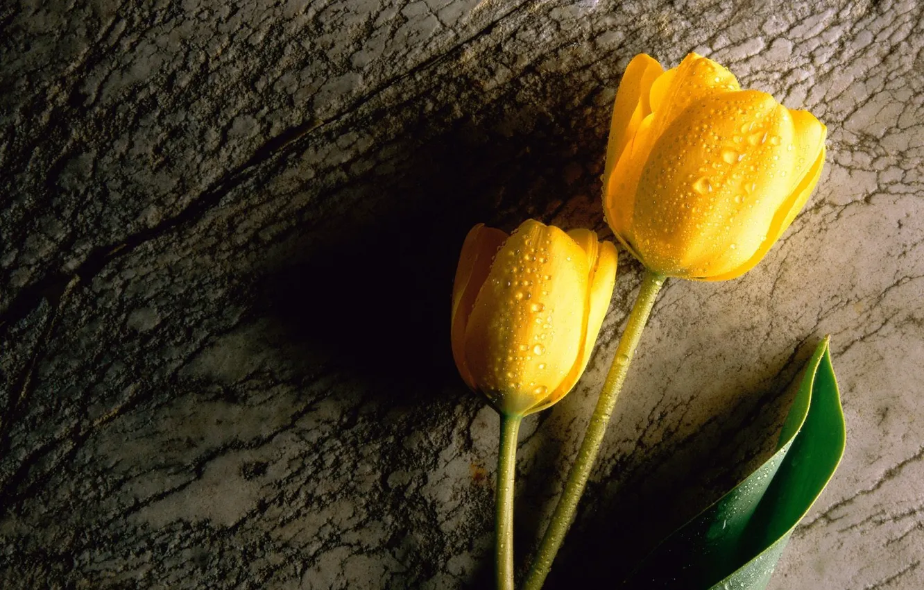 Фото обои капли, желтый, тюльпаны