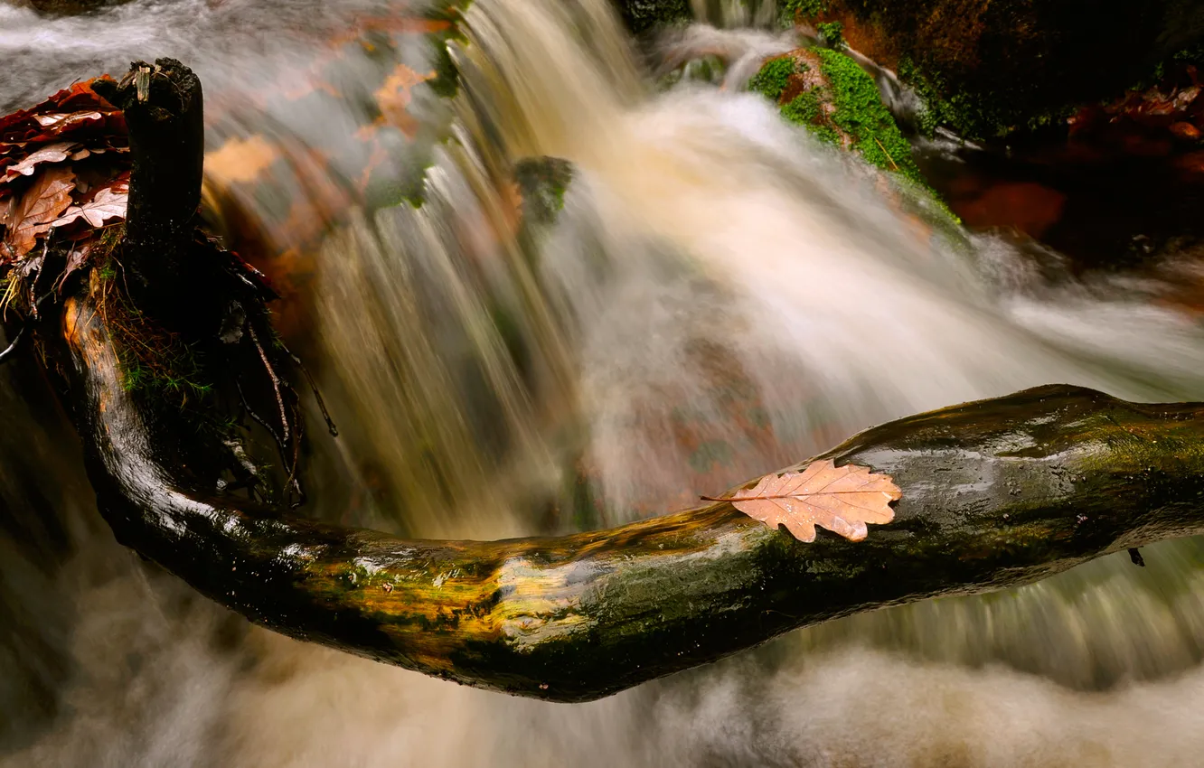 Фото обои осень, ветки, природа, ручей, камни, листва, поток