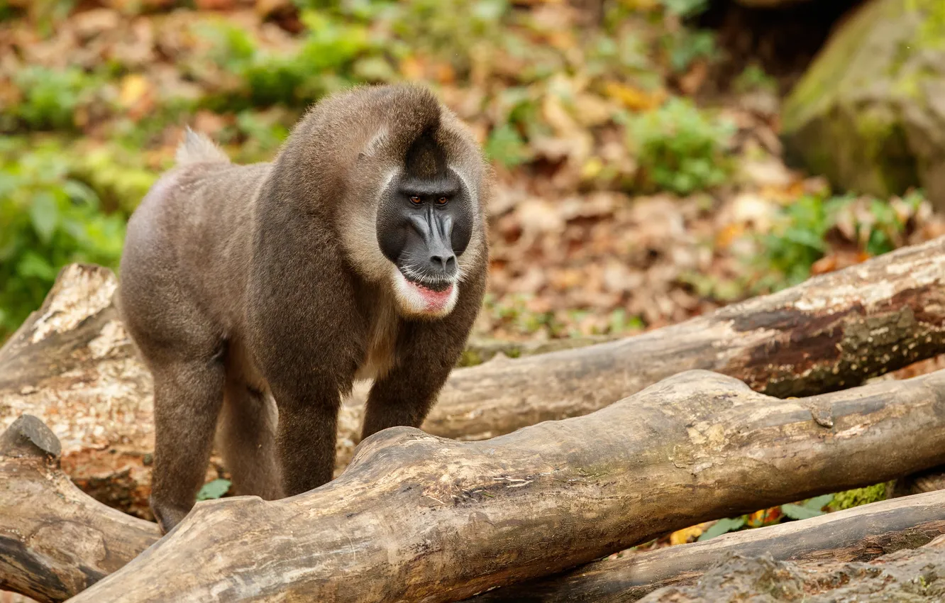 Фото обои monkey, nature, resting, drill, mandrillus, Area, Habitat, leucophaeus