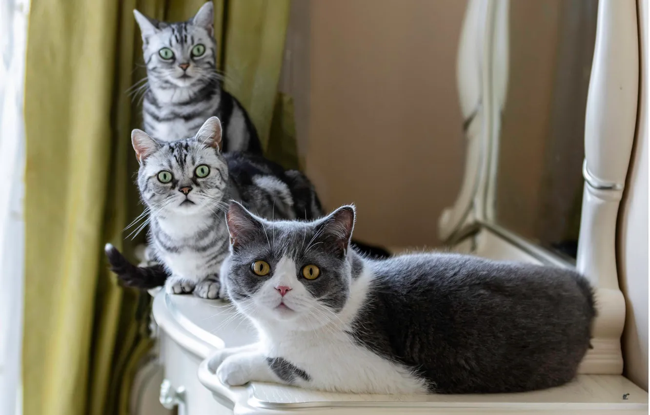 Фото обои кошка, взгляд, кошки, поза, комната, коты, зеркало, шторы