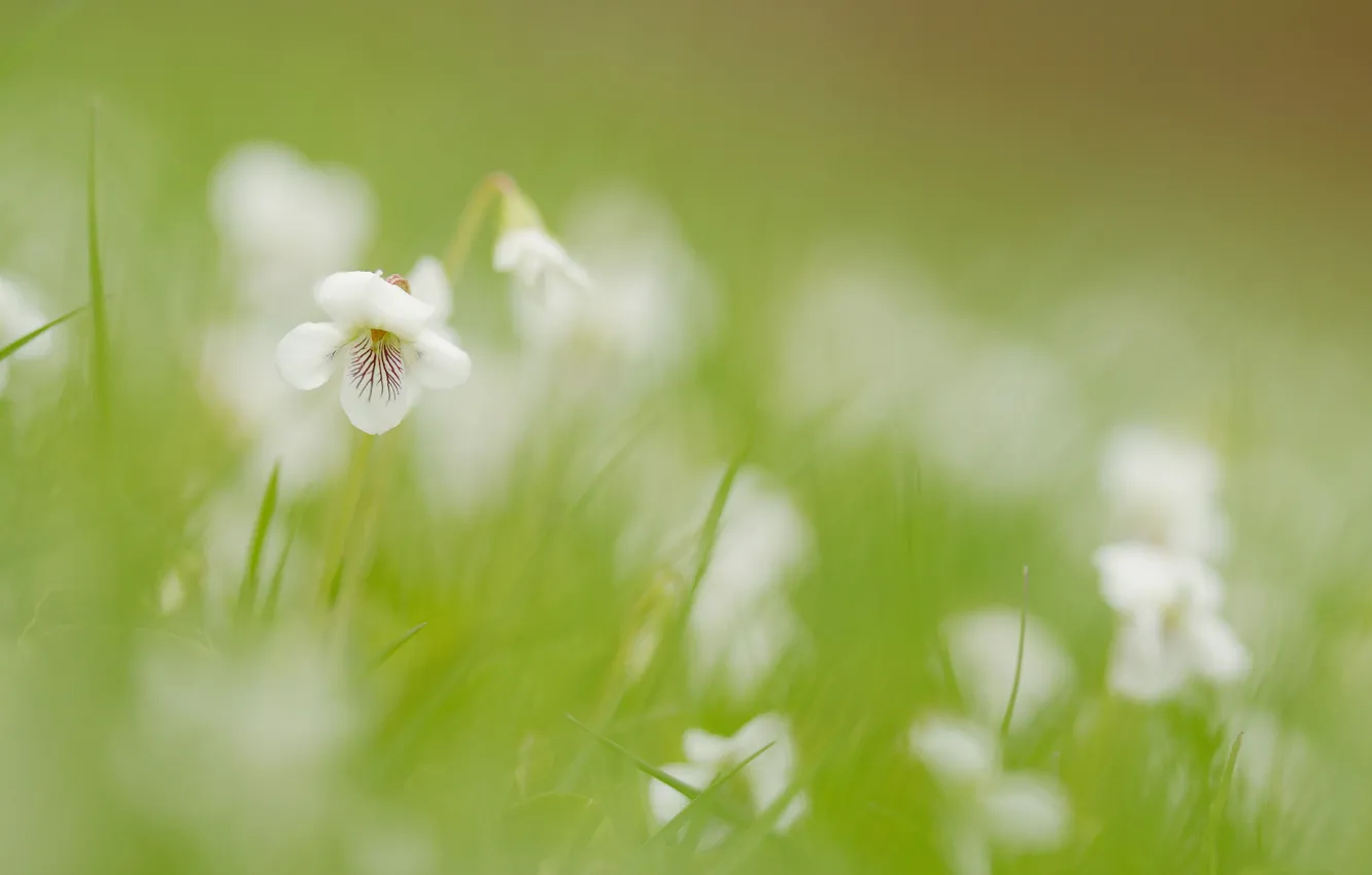 Фото обои поле, цветок, трава, цветы, размытость, белые