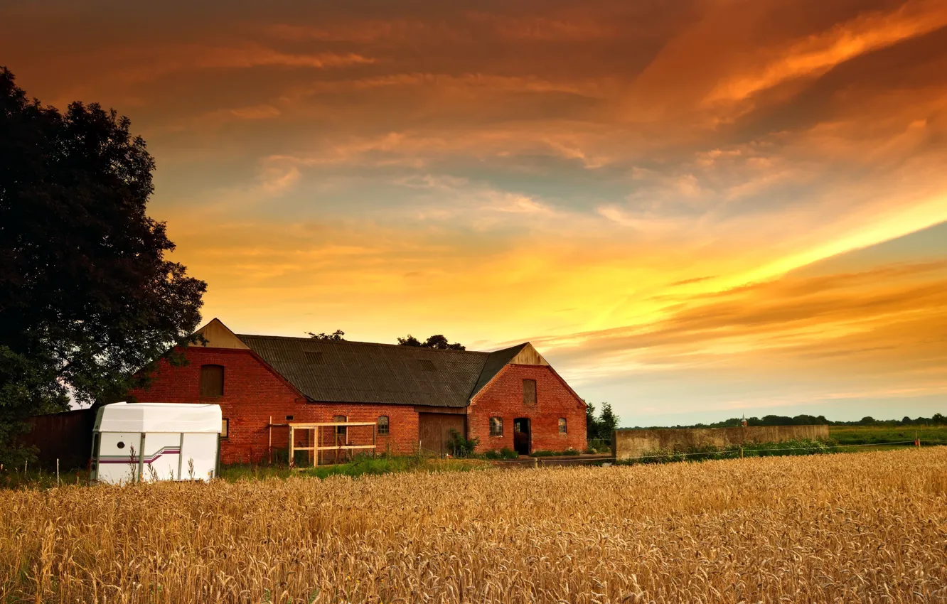 Фото обои пшеница, небо, листья, солнце, облака, деревья, природа, дом