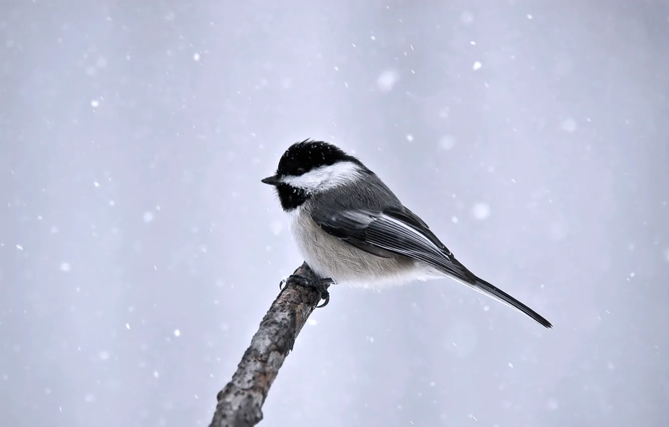 Фото обои зима, снег, птица, минимализм, ветка, синица