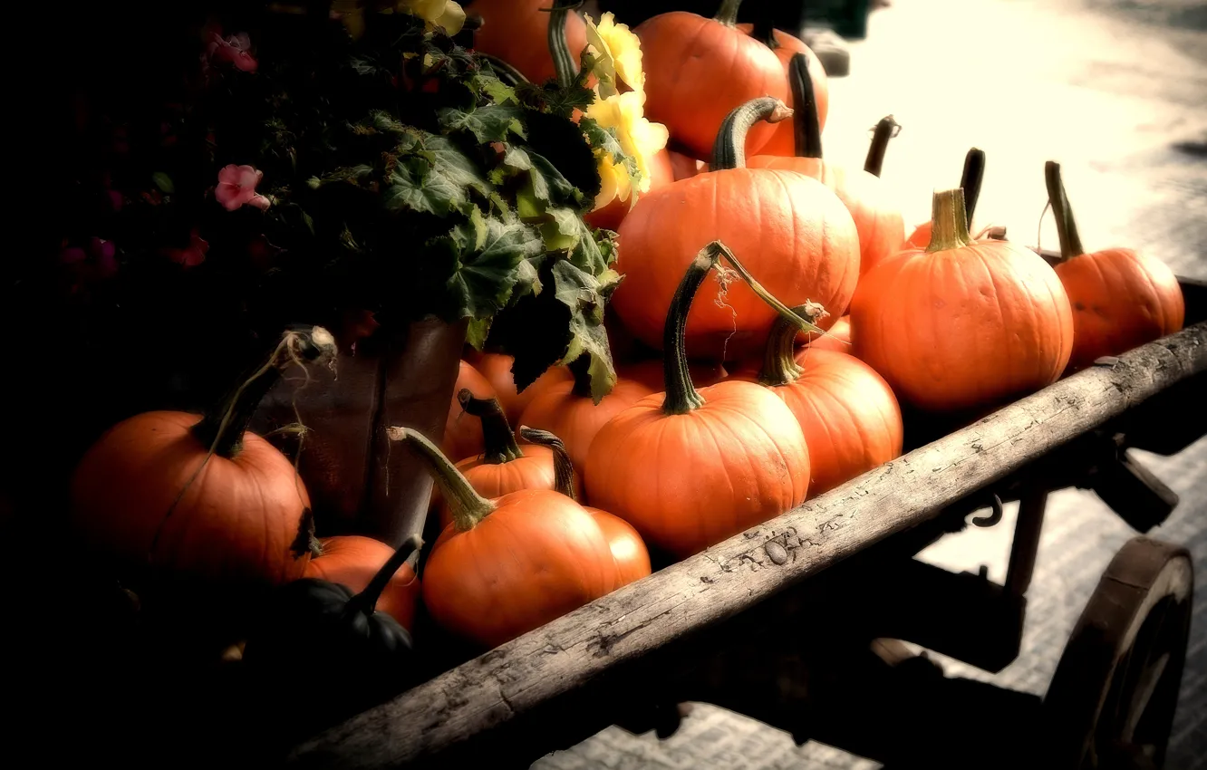 Фото обои Pumpkins, autumn, orange, fall, cart