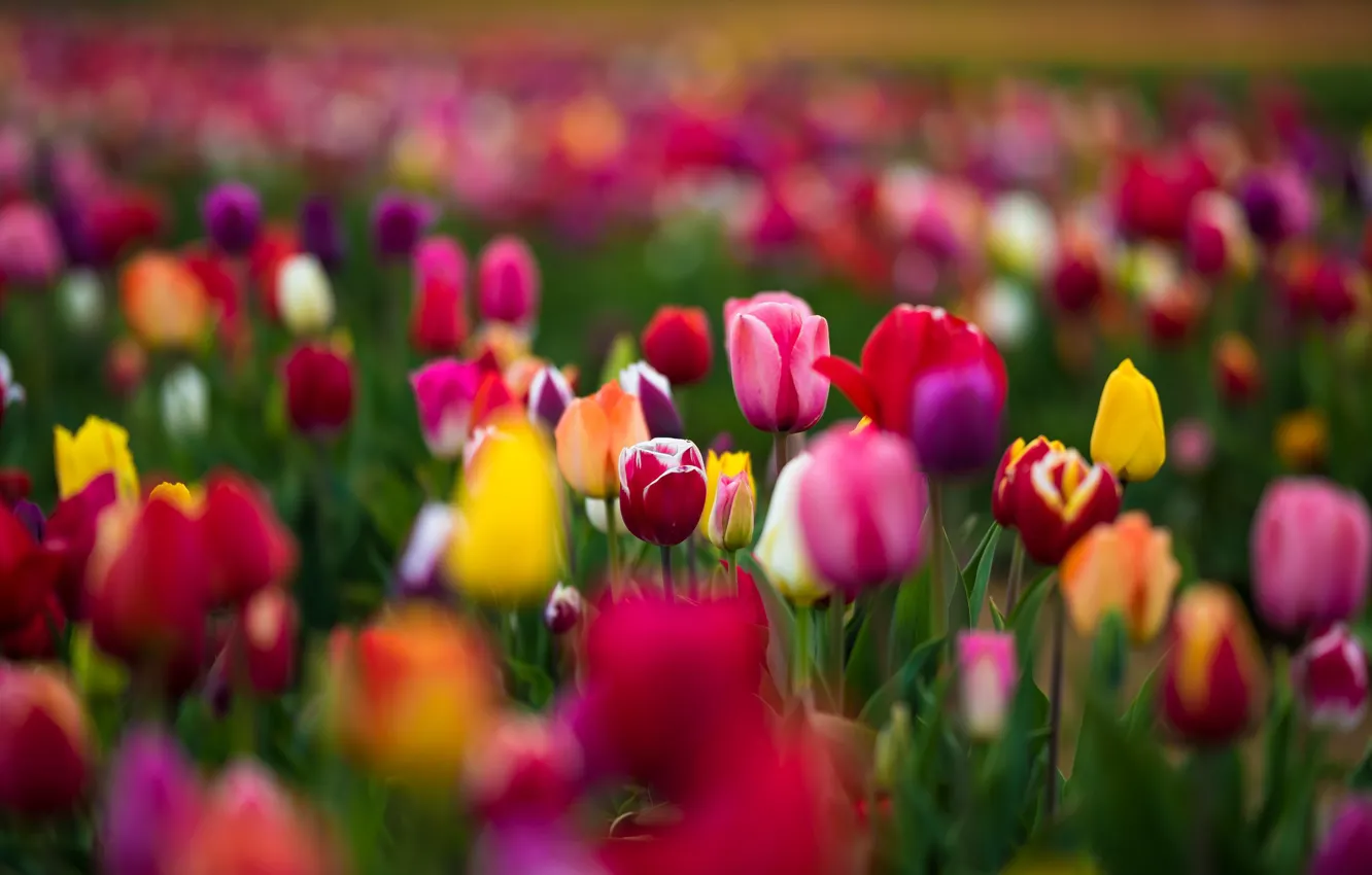 Фото обои Pink, Green, Flowers, Yellow, RED, Tulips