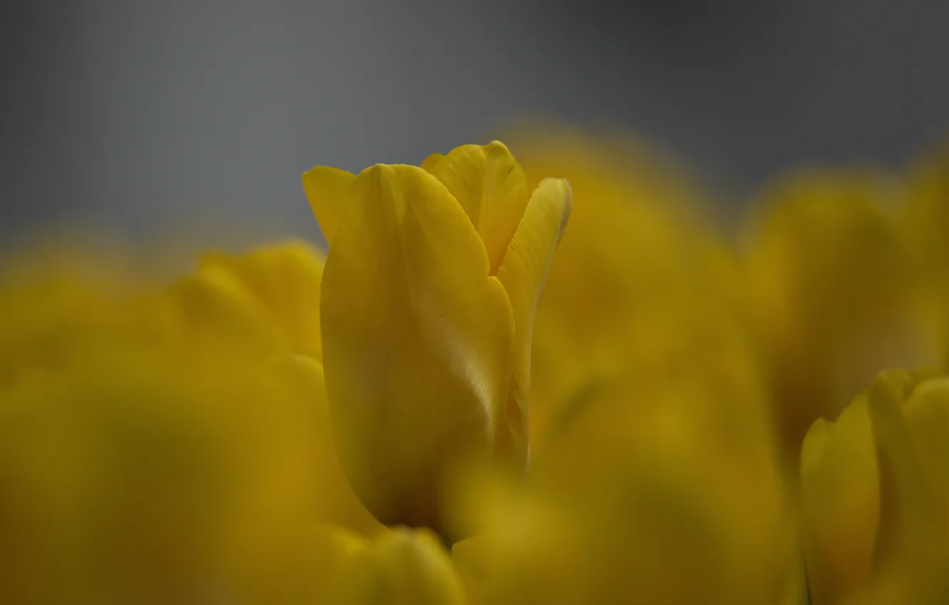 Фото обои цветы, фон, весна, боке, желтые тюльпаны