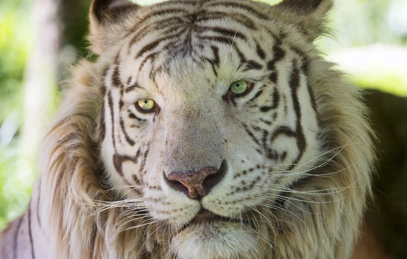 Фото обои кошка, морда, белый тигр, ©Tambako The Jaguar