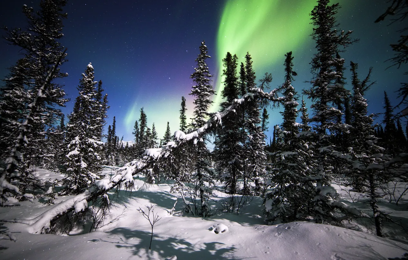 Фото обои зима, лес, снег, деревья, северное сияние, ели, Аляска, Alaska