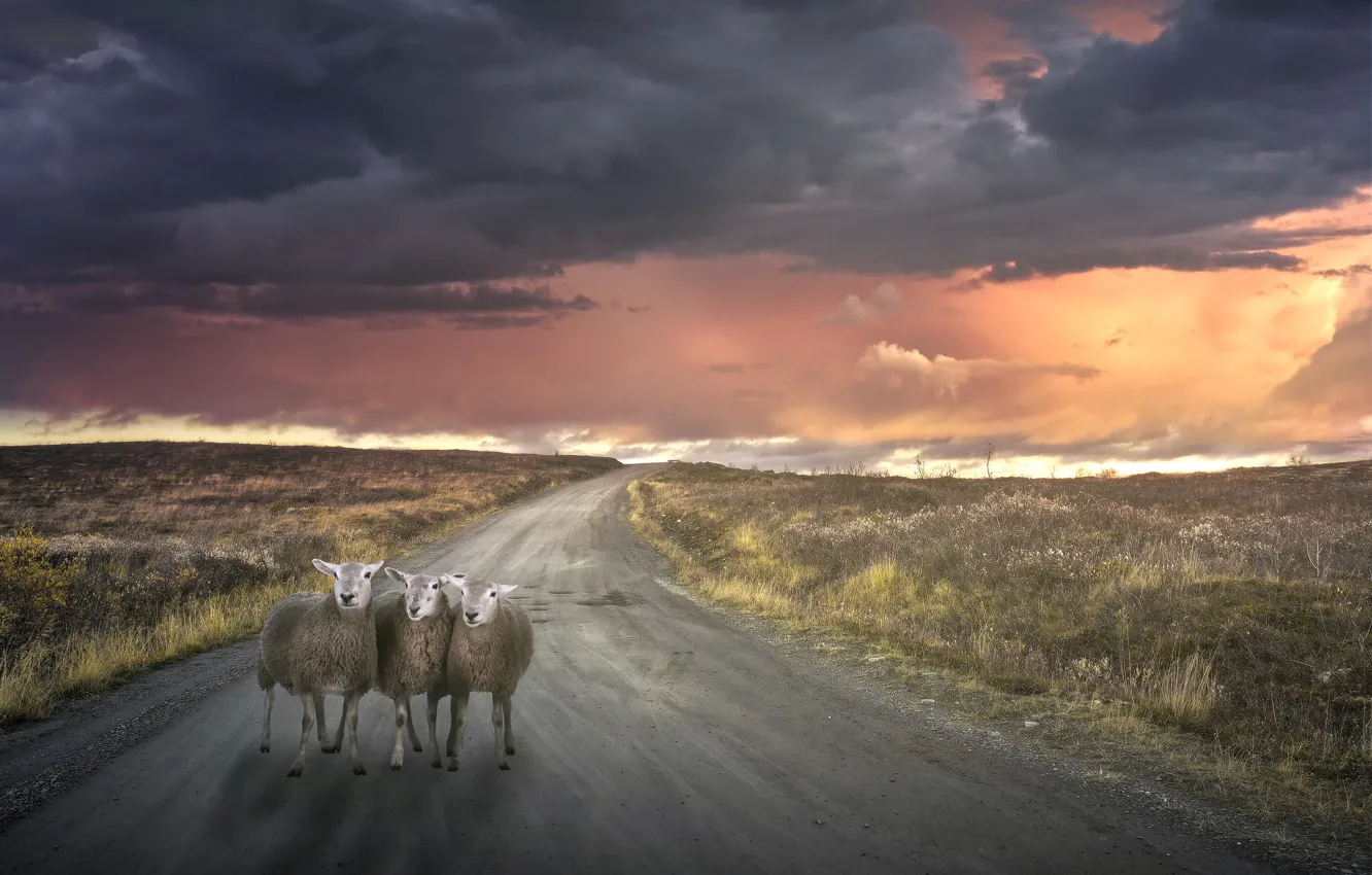 Фото обои дорога, закат, овечки, пустая, отбившиеся от отары, потерявшиеся