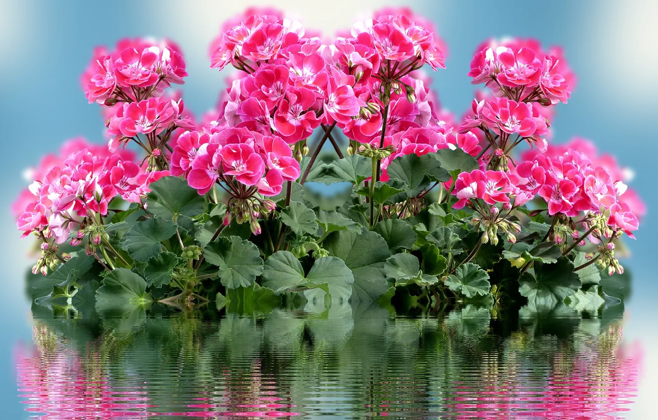 Фото обои Kwiaty, Odbicie, Woda, Pelargonie