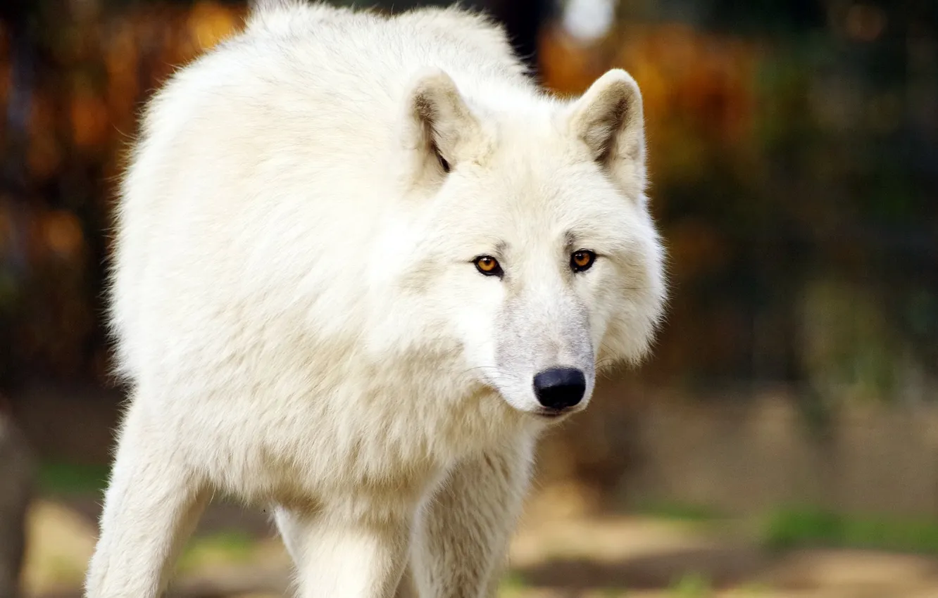 Фото обои nature, snow, predator, face, animal, wolf, wildlife, portrait