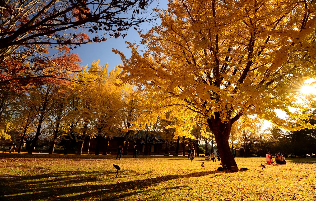 Фото обои осень, листья, парк, люди, дерево