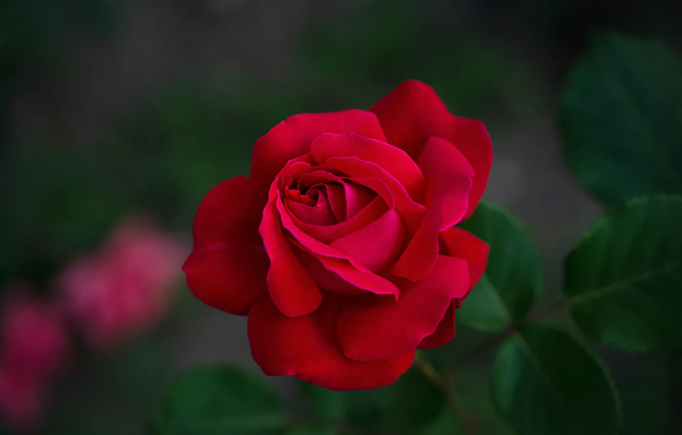 Фото обои цветок, листья, роза, сад, бутон, красная