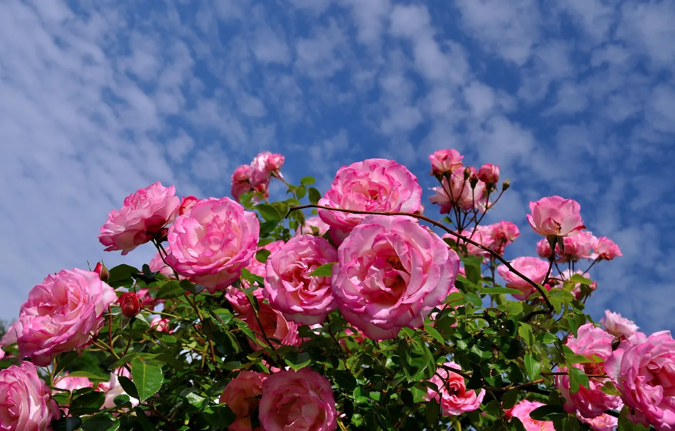 Фото обои небо, листья, облака, ветки, синева, розы, розовые, много