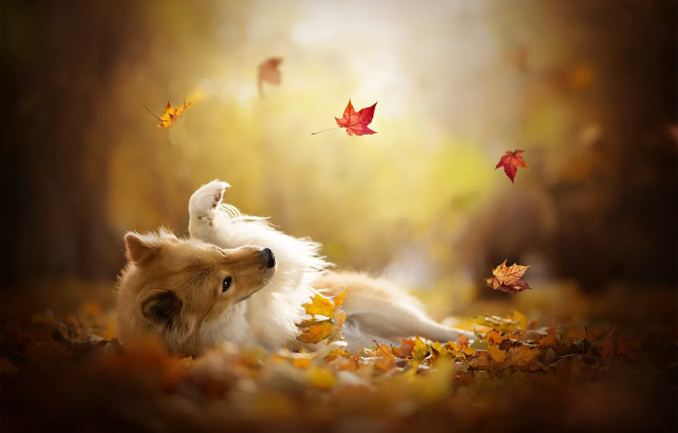 Фото обои осень, листья, игра, собака, боке, Шелти, Шетландская овчарка