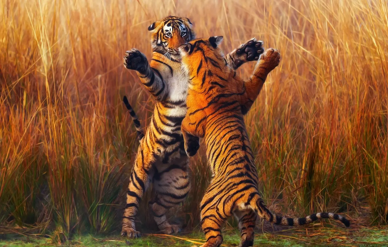 Фото обои тигр, тигры, схватка, стойка