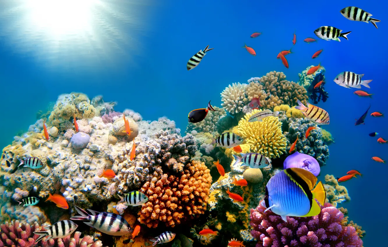 Фото обои подводный мир, underwater, ocean, fishes, tropical, reef, coral, коралловый риф