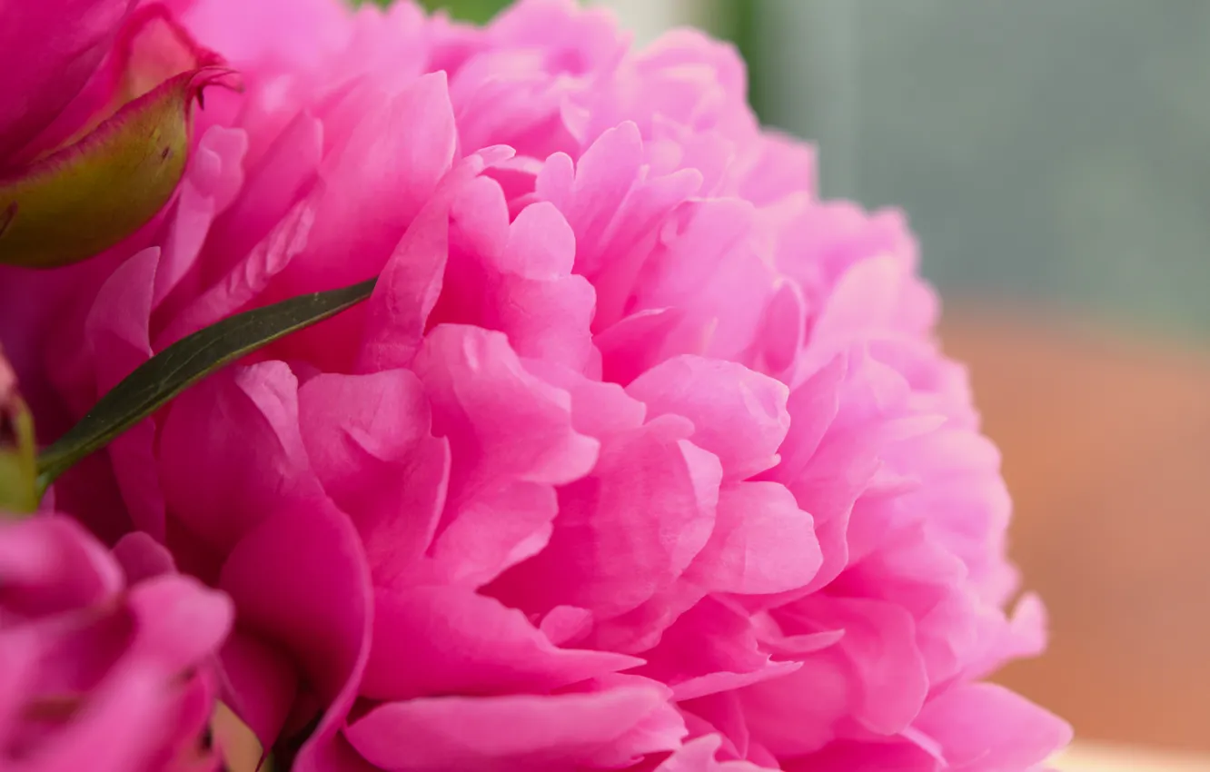 Фото обои цветок, розовый, широкоформатные, пион