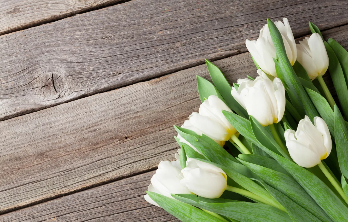 Фото обои цветы, букет, тюльпаны, white, wood, flowers, tulips, spring