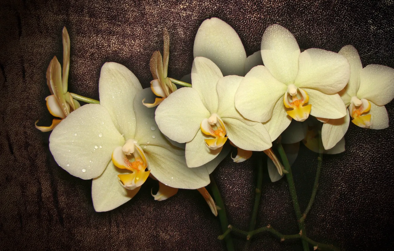 Фото обои цветок, цветы, интерьер, flower, красивые, орхидея, flowers, beautiful