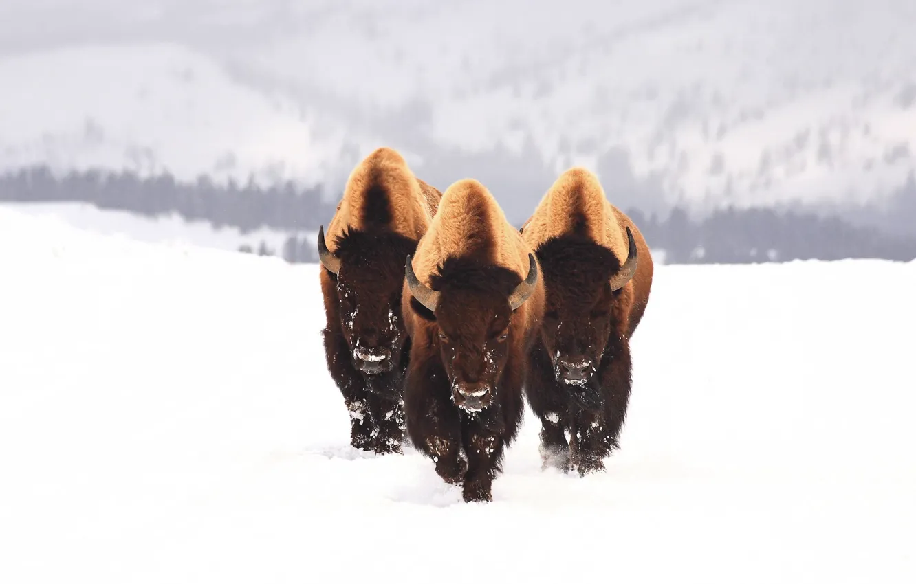 Фото обои зима, животные, снег, трое, бык, бизон, зубр