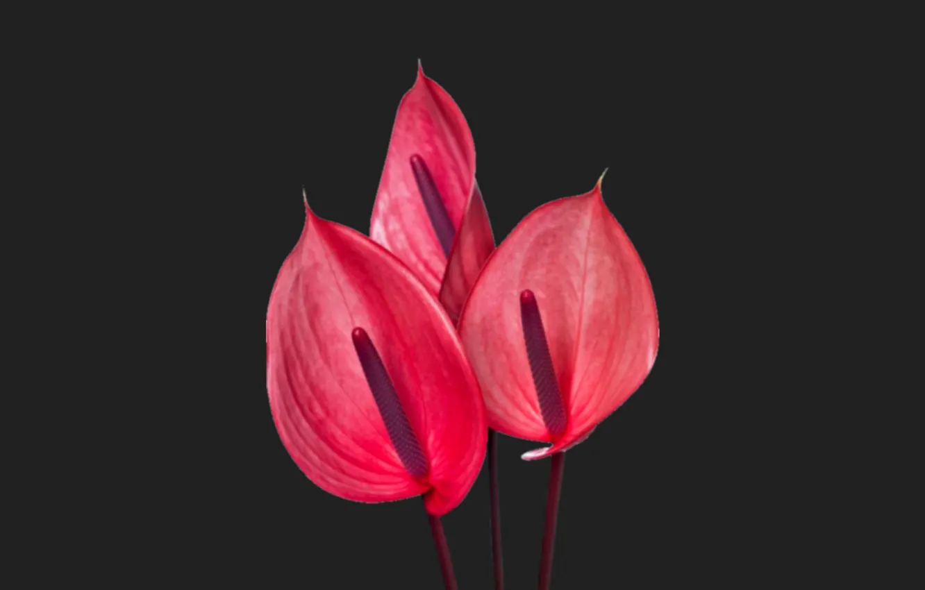 Фото обои flower, flower art, Anthurium
