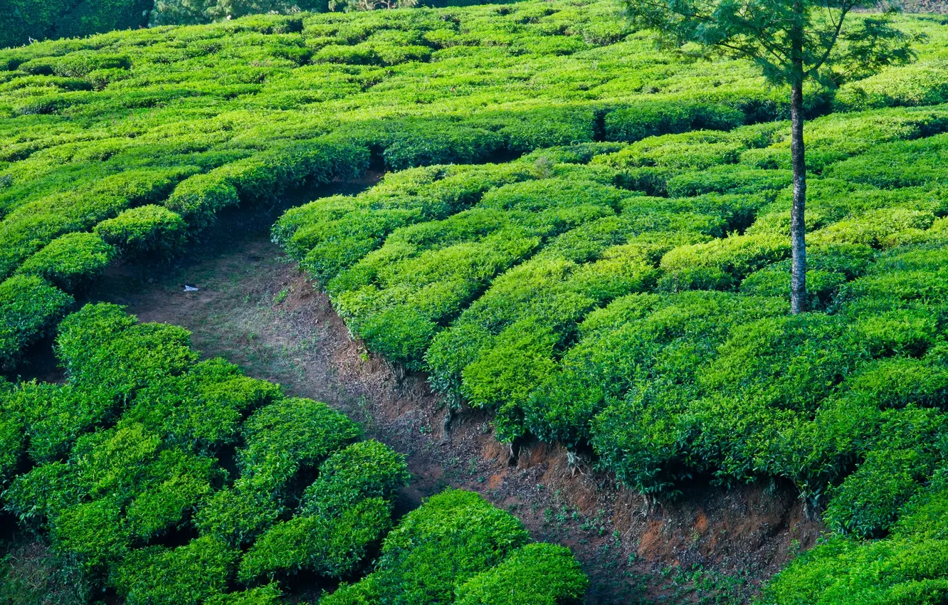 Фото обои чай, поля, дорожка, индия, тропинка, чайные плантации