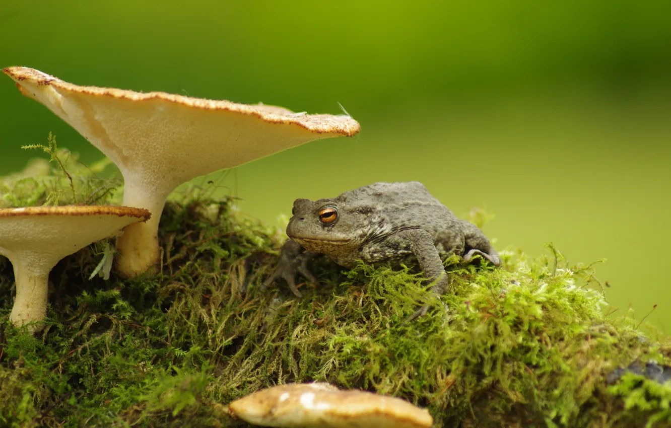 Фото обои природа, грибы, лягушка