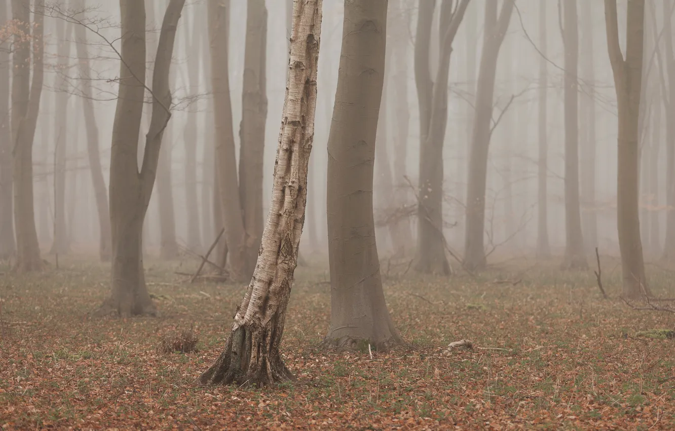 Фото обои деревья, туман, Лес