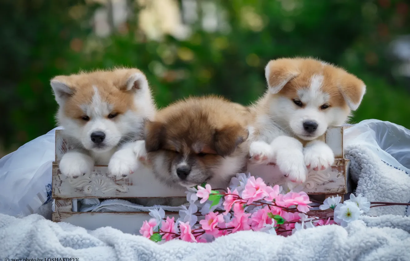 Фото обои цветы, коробка, щенки, одеяло