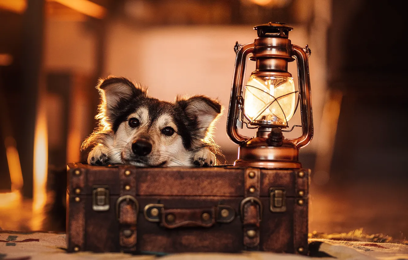 Фото обои взгляд, морда, лампа, собака, фонарь, чемодан