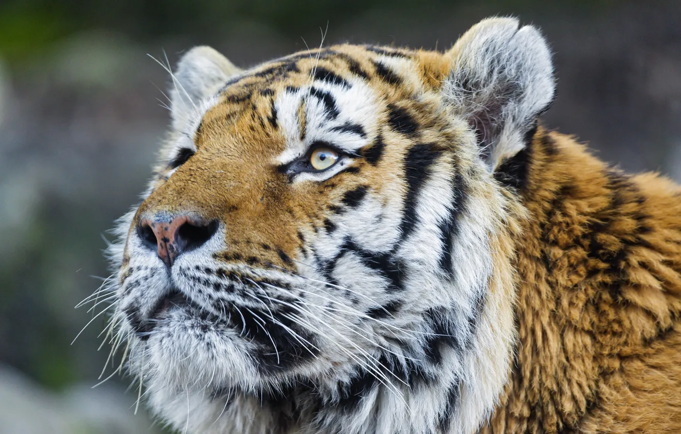 Фото обои кошка, тигр, амурский тигр, ©Tambako The Jaguar, взгляд.морда