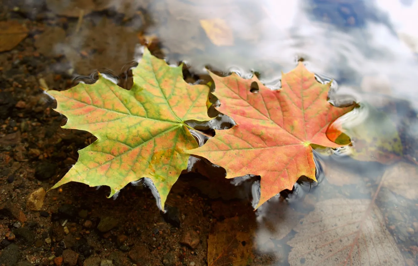 Фото обои осень, листья, вода, макро, клен, water, autumn, leaves