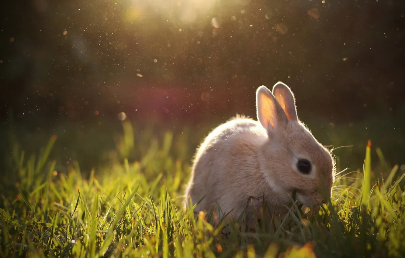 Фото обои свет, природа, кролик