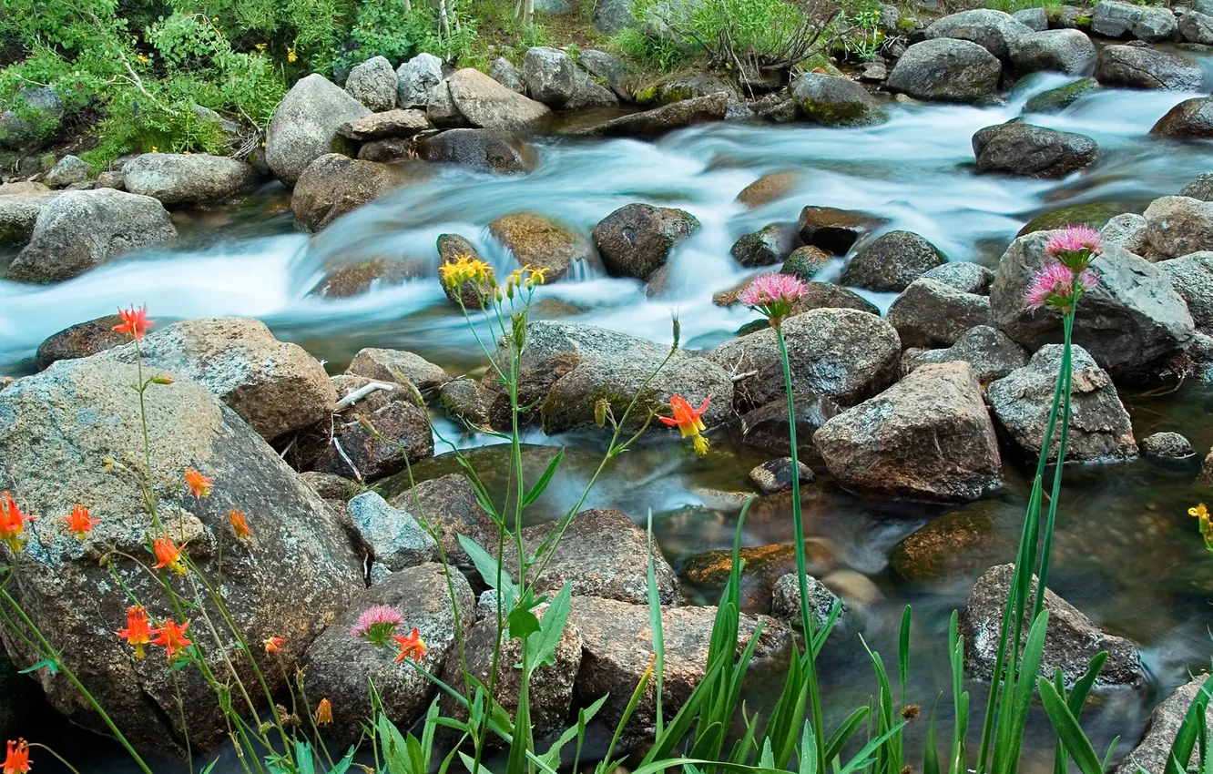 Фото обои трава, цветы, река, ручей, камни, поток