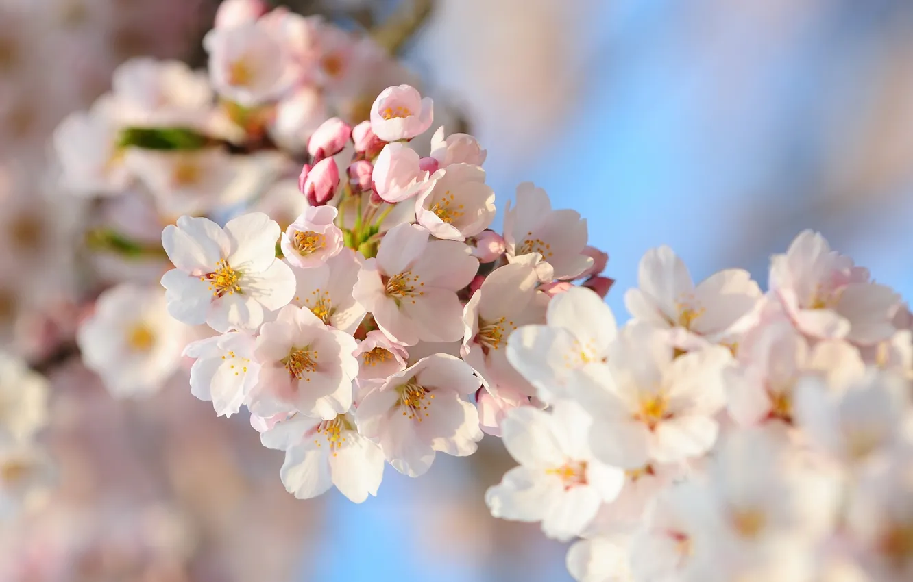 Фото обои цветы, природа, вишня, ветка, весна, лепестки, сакура