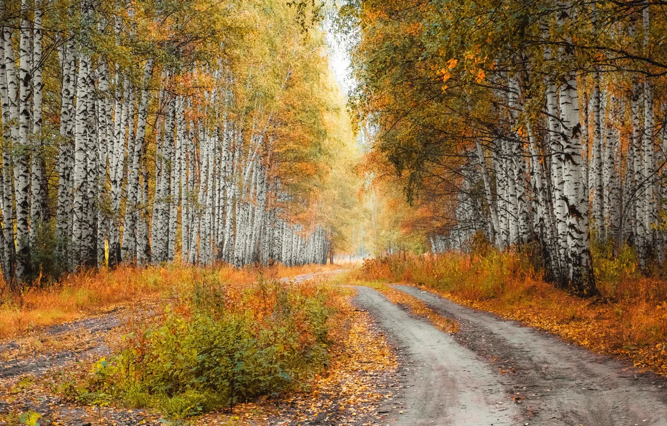 Фото обои дорога, осень, лес, деревья, ветви, листва, красота, березы