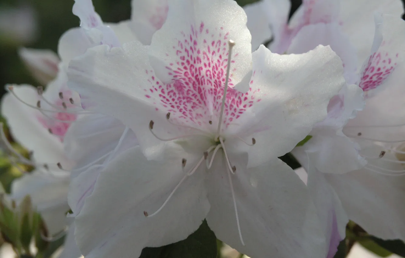 Фото обои flower, hana, azalea, by ho4hoj, white azalea