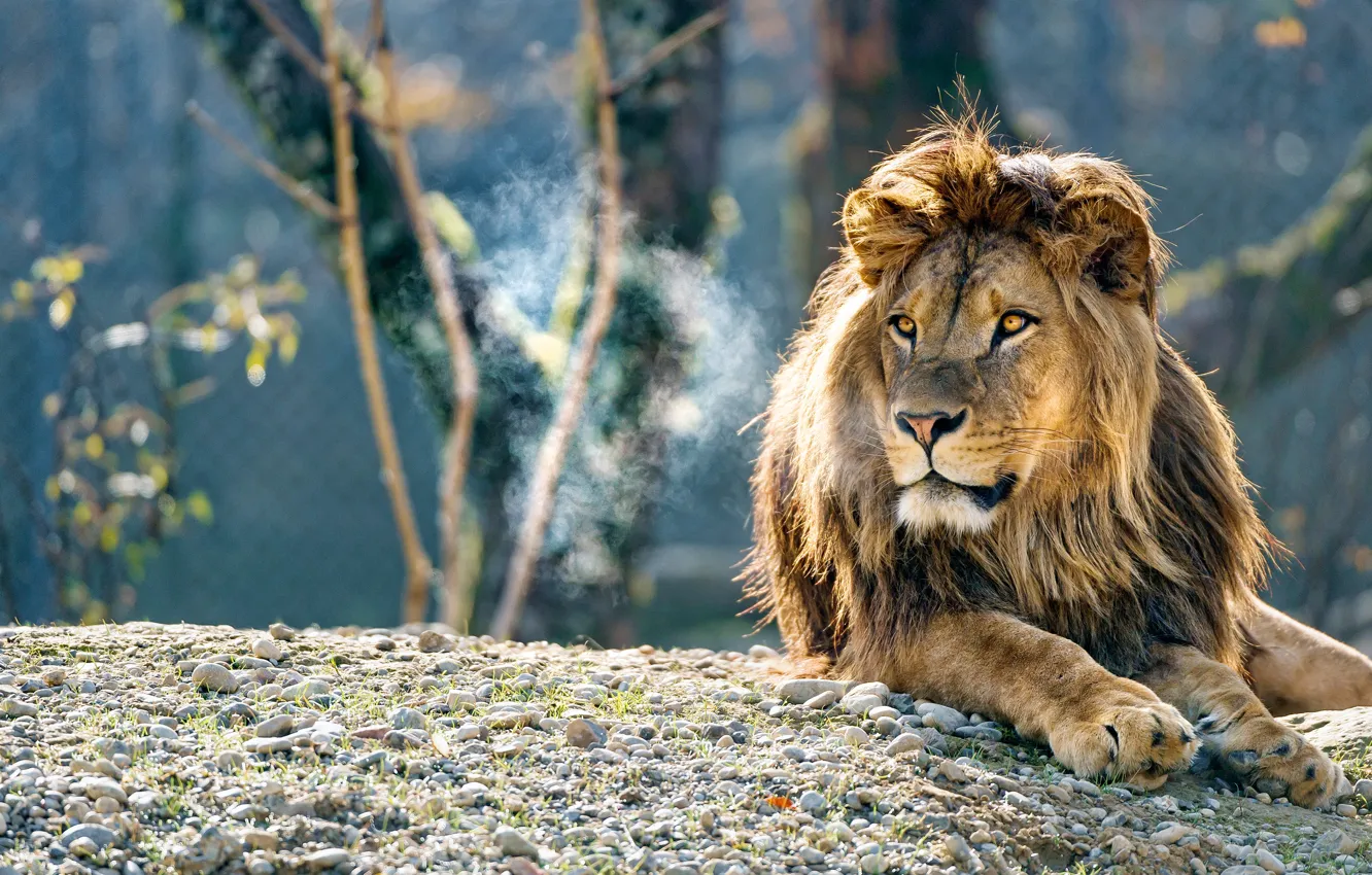 Фото обои взгляд, морда, свет, деревья, ветки, природа, поза, галька