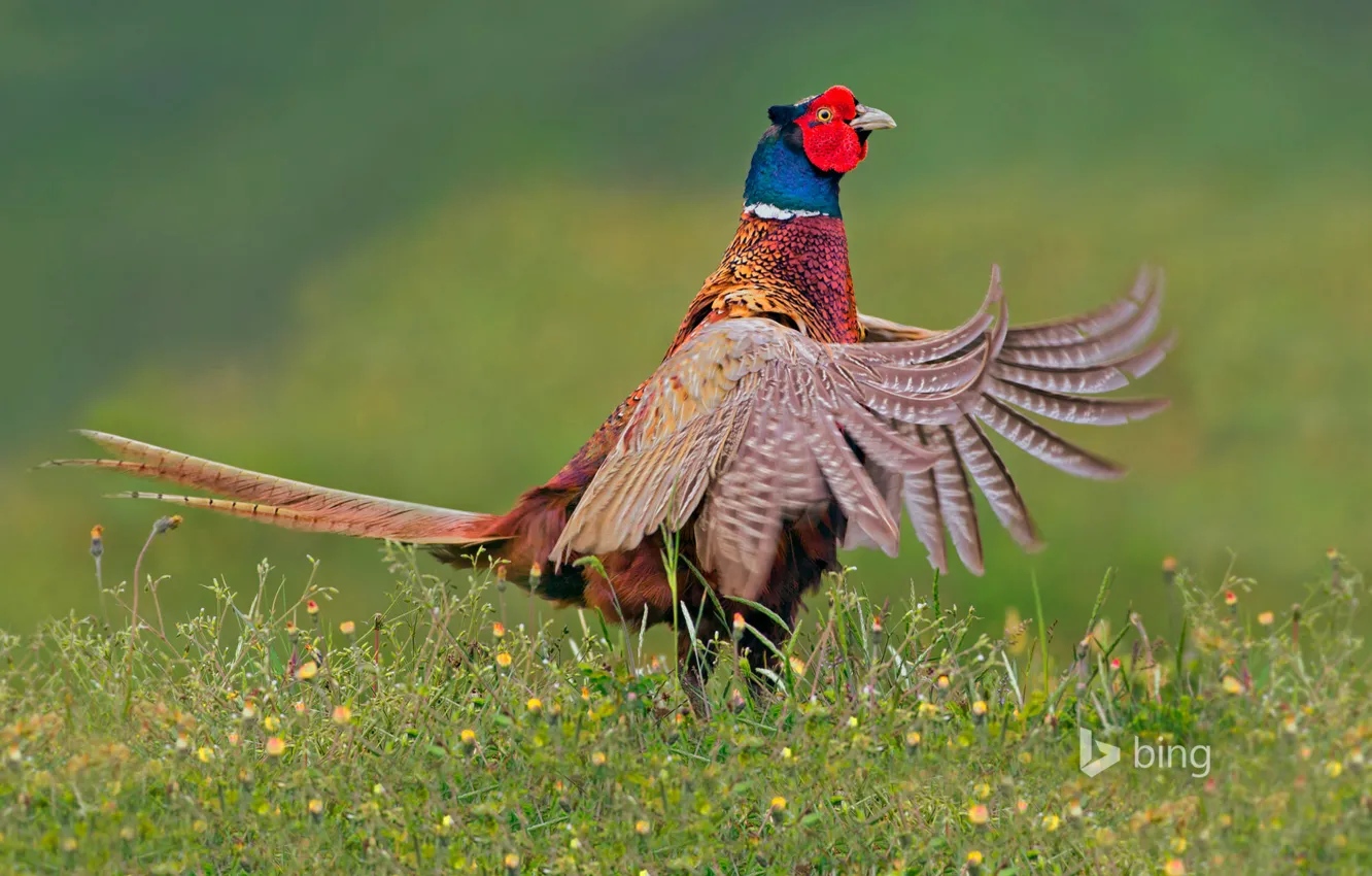 Фото обои птица, перья, хвост, Нидерланды, фазан, Тексел