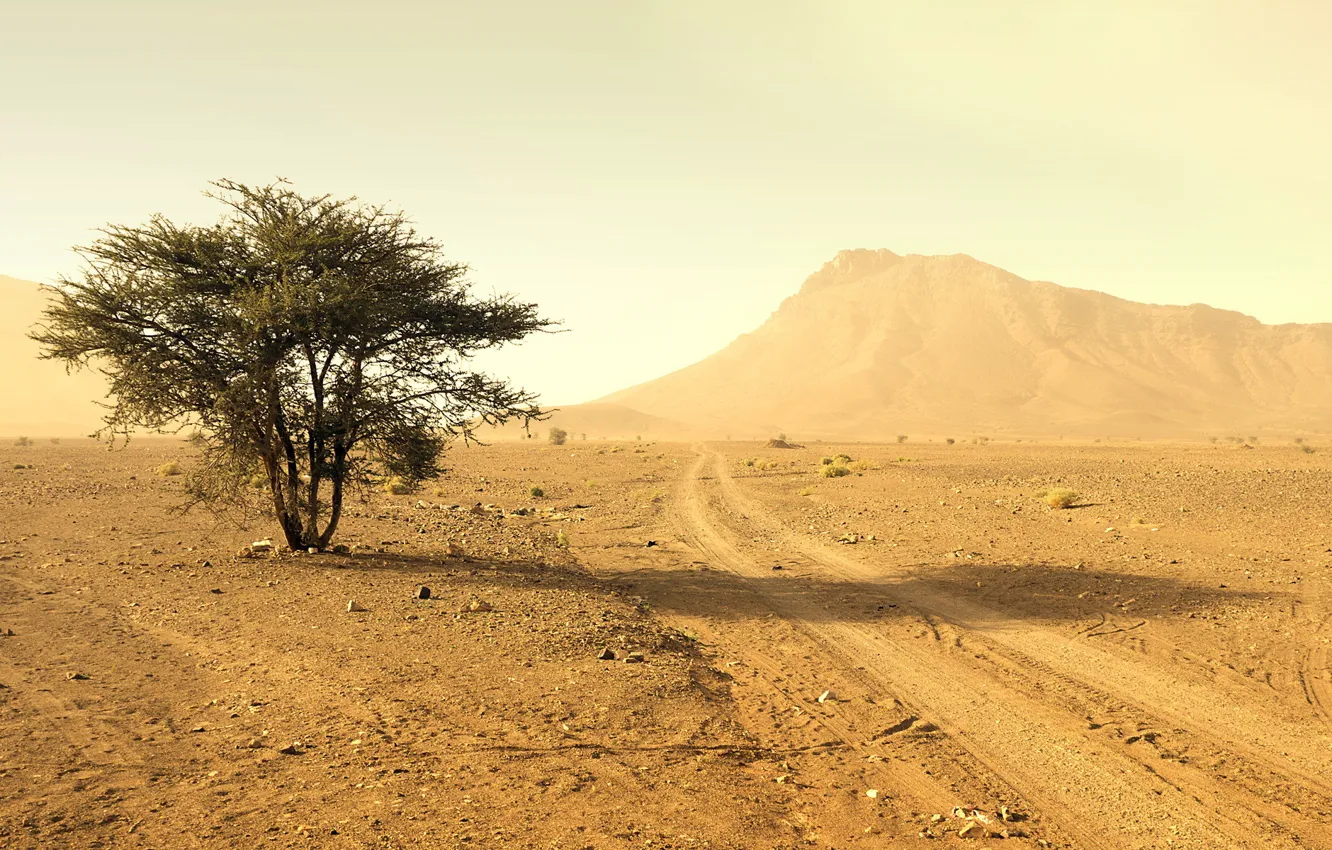 Фото обои пейзаж, дерево, пустыня